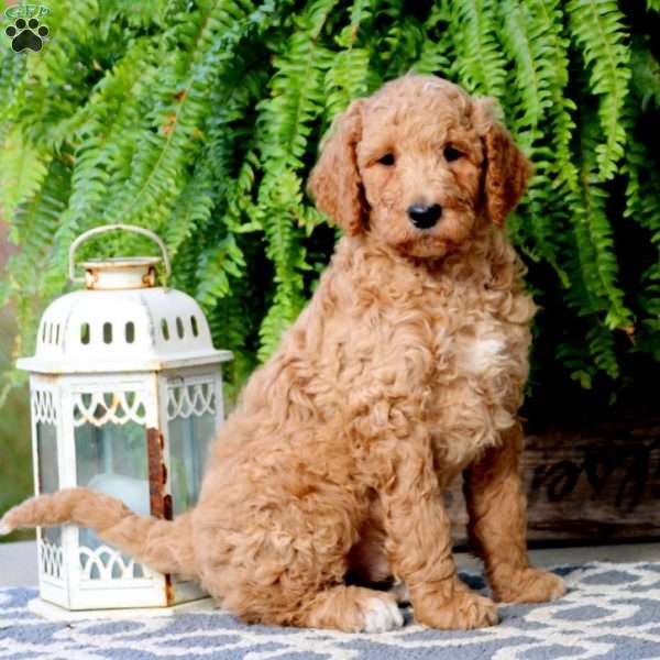Cooper, Standard Poodle Puppy