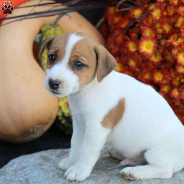 Cosmo, Jack Russell Terrier Puppy