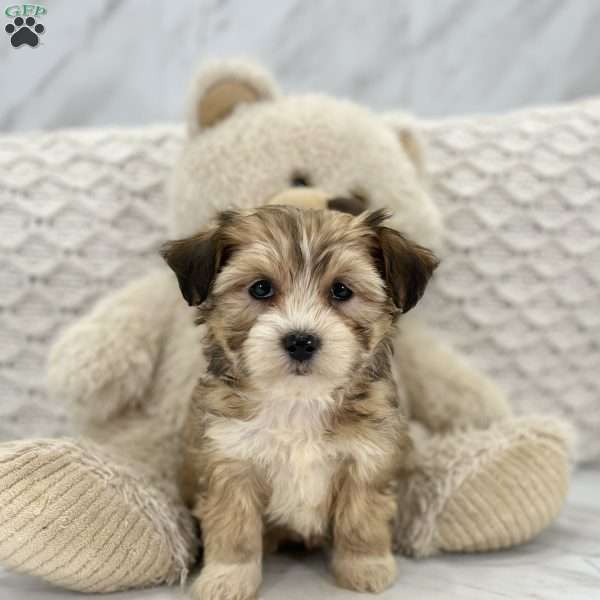 Alana, Miniature Aussiedoodle Puppy