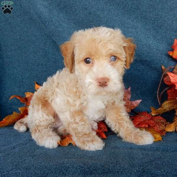 Daisy (F1b mini), Mini Labradoodle Puppy