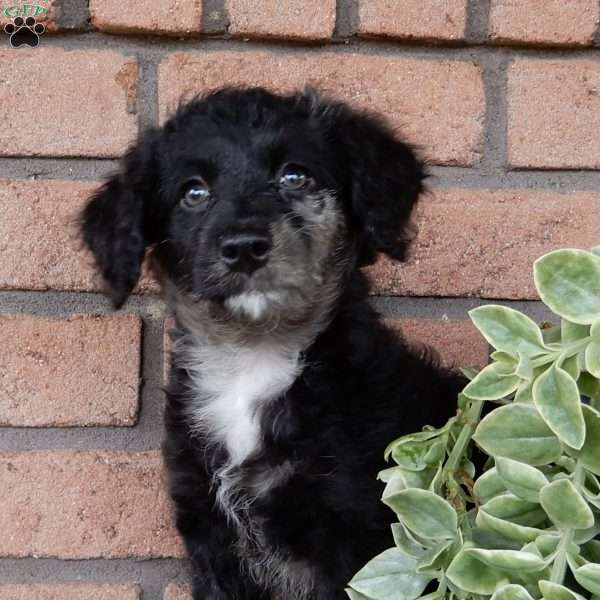 Carmen (F1b mini), Mini Labradoodle Puppy
