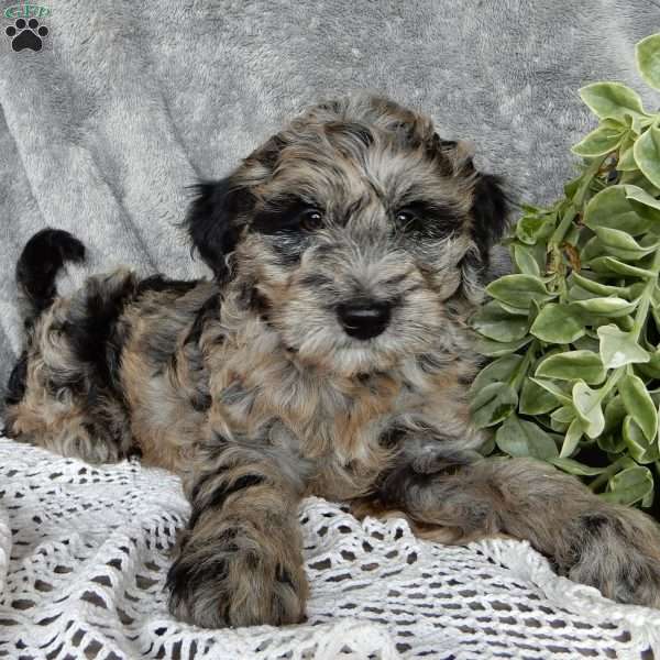 Chase (F1b mini), Mini Labradoodle Puppy