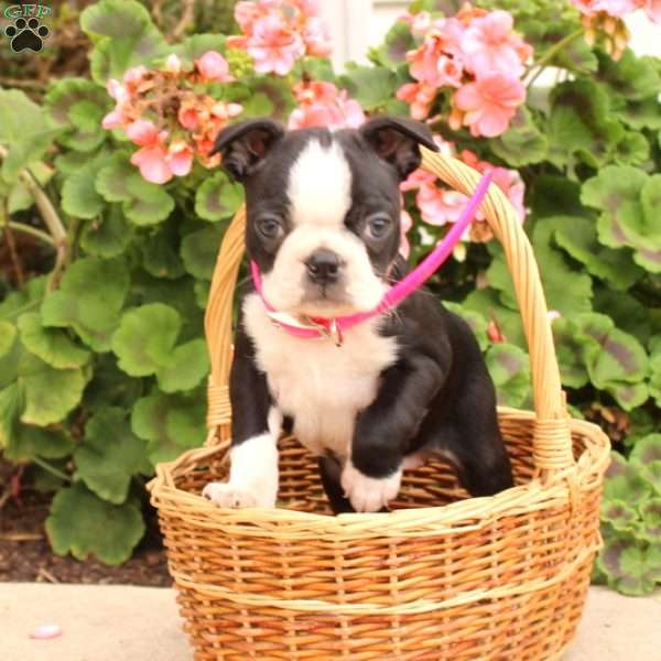 Daisy, Boston Terrier Puppy