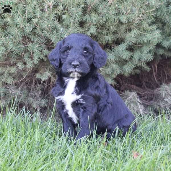 Delilah, Portuguese Water Dog Mix Puppy