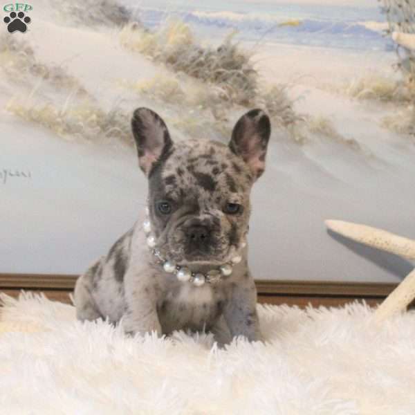 Diamond Belle, French Bulldog Puppy