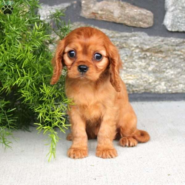 Dolly, Cavalier King Charles Spaniel Puppy