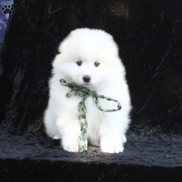 Eva, Samoyed Puppy