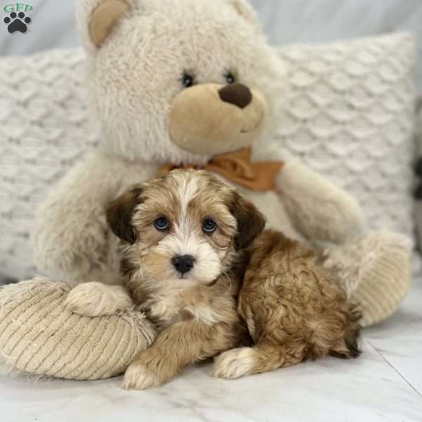Rosemary, Miniature Aussiedoodle Puppy