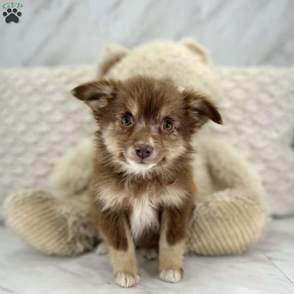 Fiona, Miniature Australian Shepherd Puppy