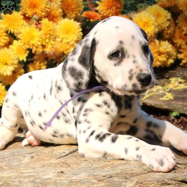 Geneva, Dalmatian Puppy