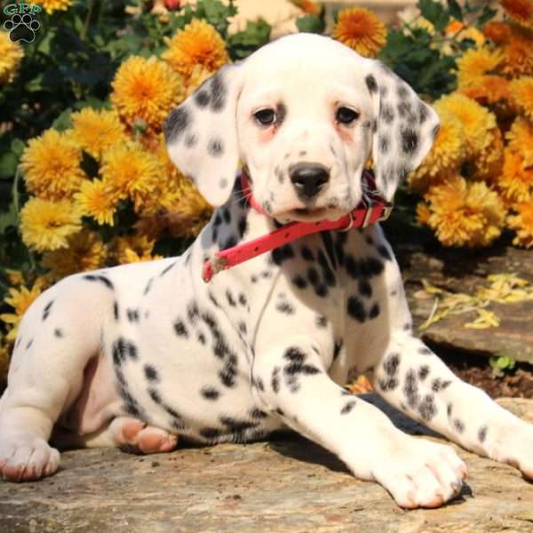 Geranium, Dalmatian Puppy
