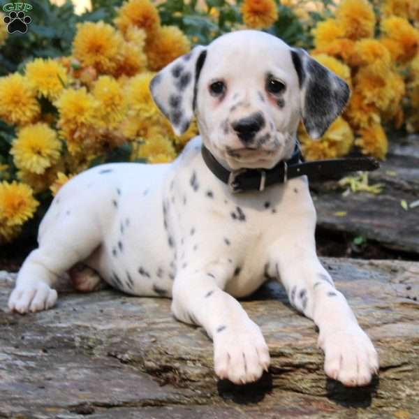 Gertrude, Dalmatian Puppy