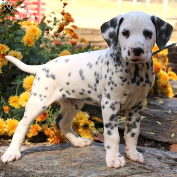 Gilbert, Dalmatian Puppy