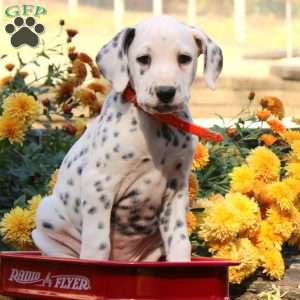 Dalmatian Puppies For Sale 