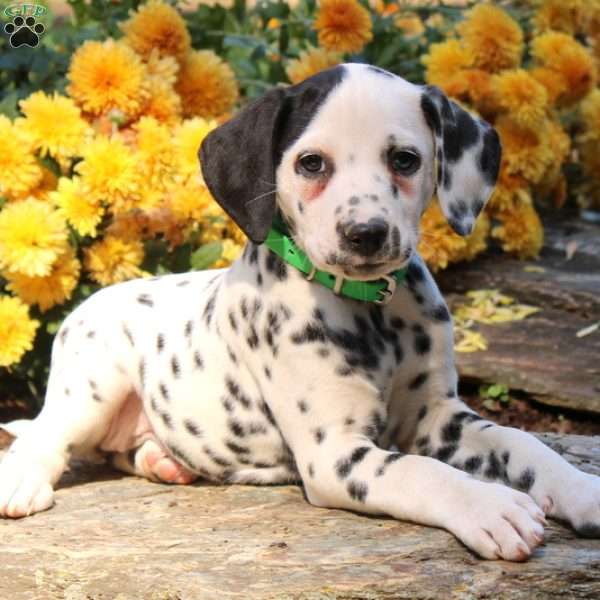 Grace, Dalmatian Puppy