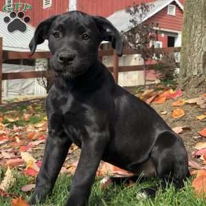 black boxador puppies