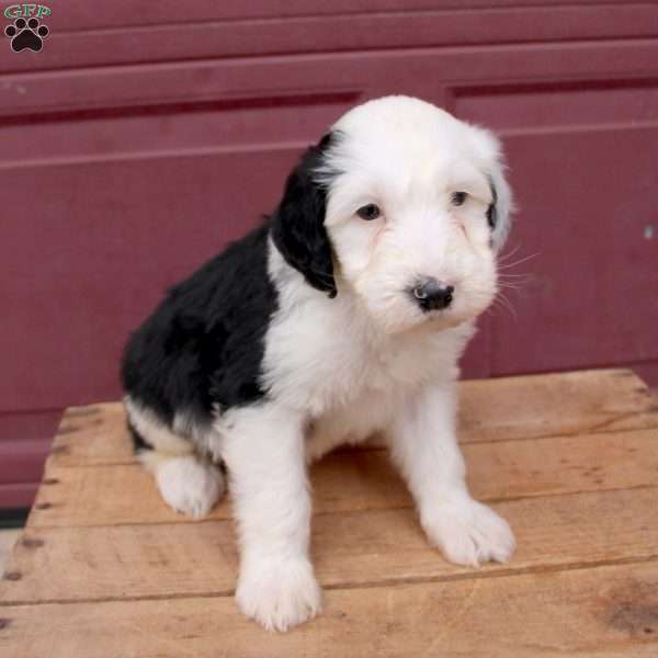 Barry, Sheepadoodle Puppy