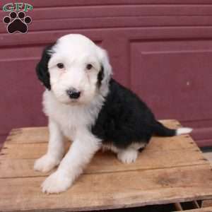 Barry, Sheepadoodle Puppy