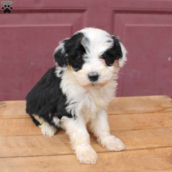 Lilly, Sheepadoodle Puppy
