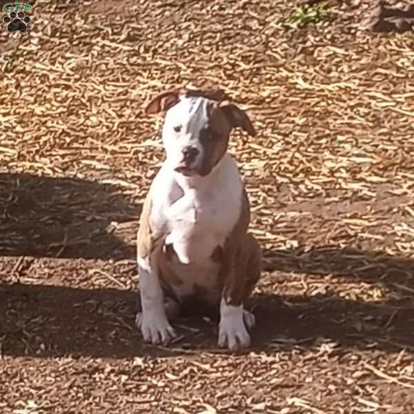 Ash, American Bulldog Puppy