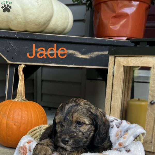 Jade, Cockapoo Puppy