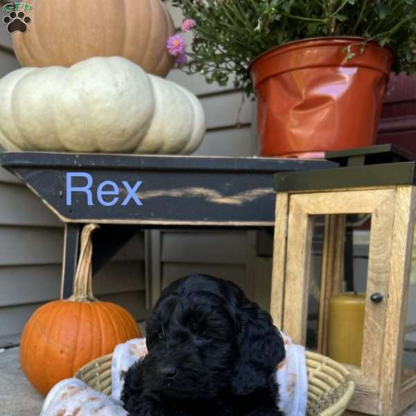 Rex, Cockapoo Puppy
