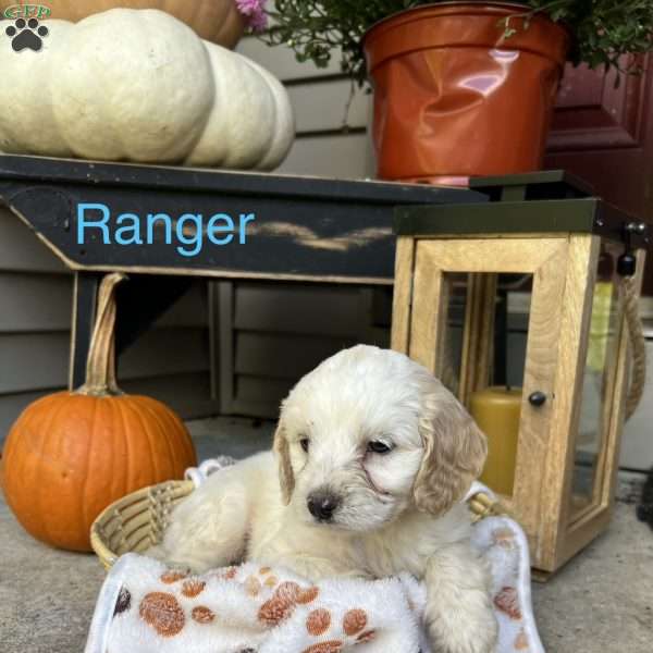 Ranger, Cockapoo Puppy