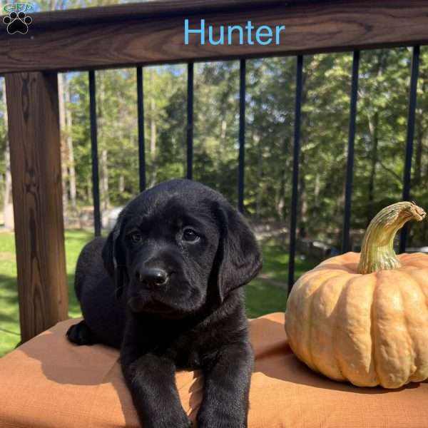 Hunter, Black Labrador Retriever Puppy