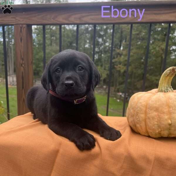 Ebony, Black Labrador Retriever Puppy
