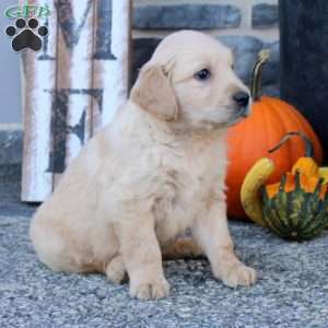 Ivan, Golden Retriever Puppy