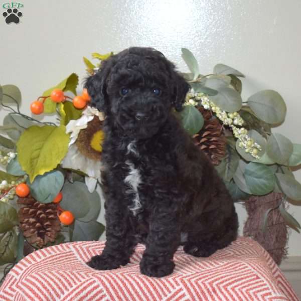 Jax, Miniature Poodle Puppy