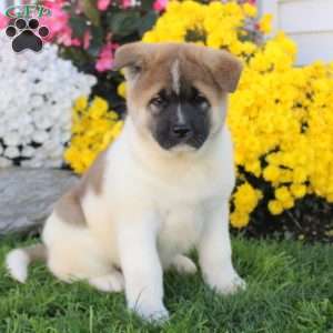 Akita Puppies for Sale | Greenfield Puppies