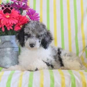 Jordon, Miniature Poodle Puppy