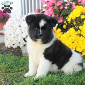 Akita Puppies for Sale | Greenfield Puppies