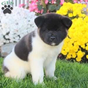 Akita Puppies for Sale | Greenfield Puppies