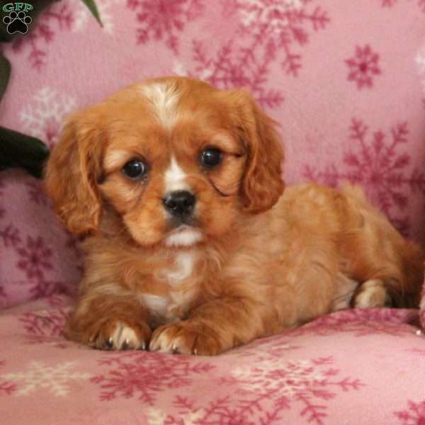Kacey, Cavalier King Charles Spaniel Puppy