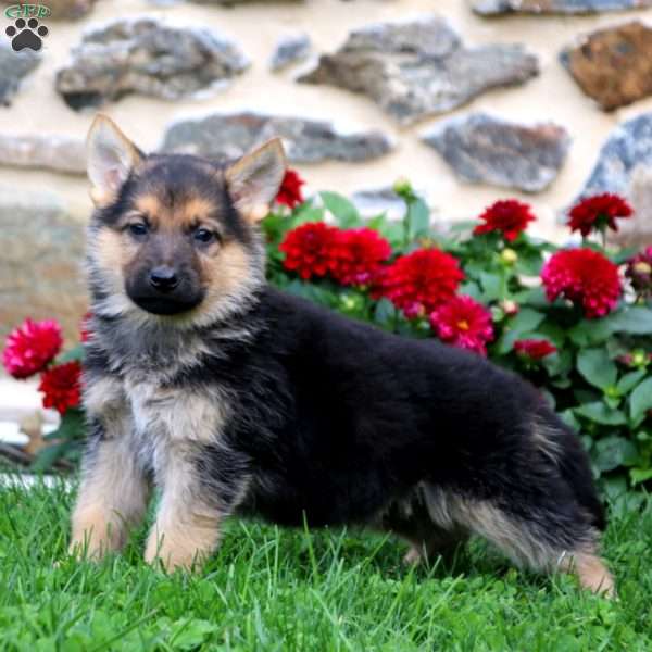 Karson, German Shepherd Mix Puppy