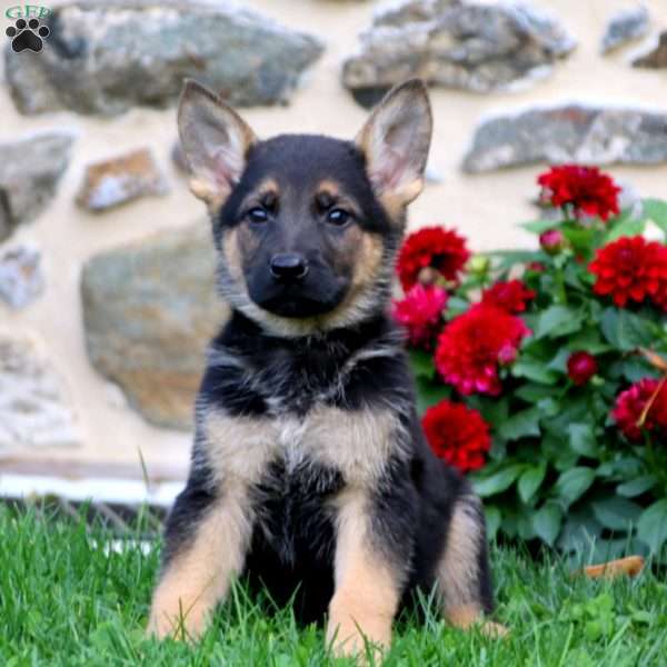 Kendall, German Shepherd Mix Puppy