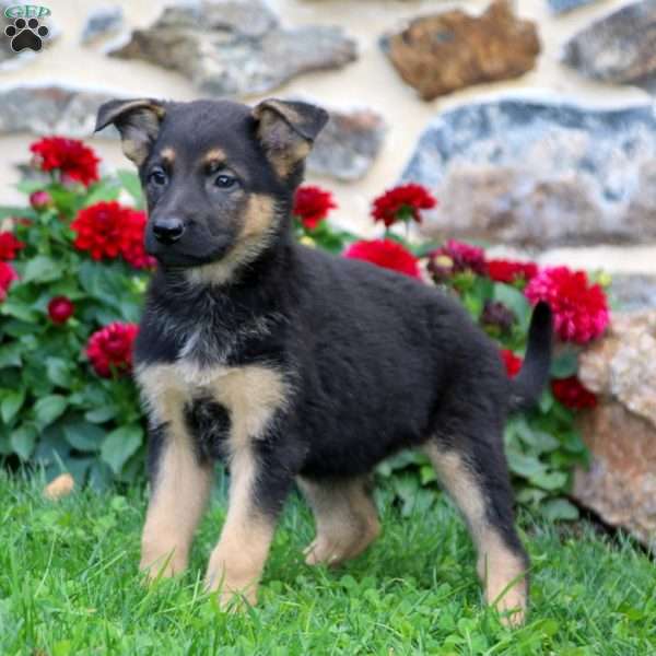 Kia, German Shepherd Mix Puppy