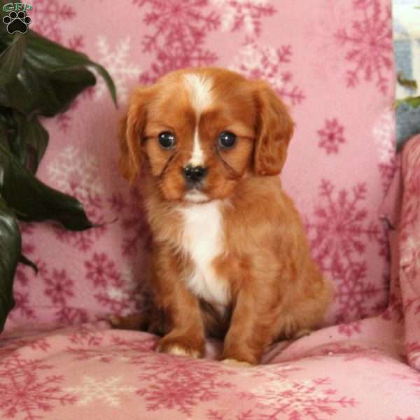 Kit, Cavalier King Charles Spaniel Puppy