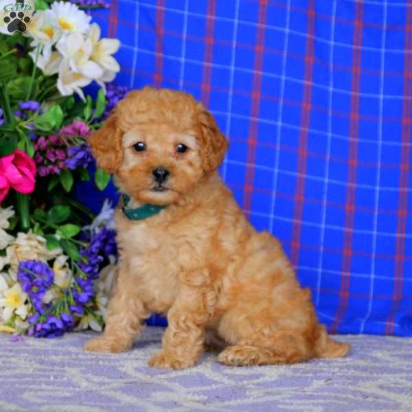Landon, Miniature Poodle Puppy