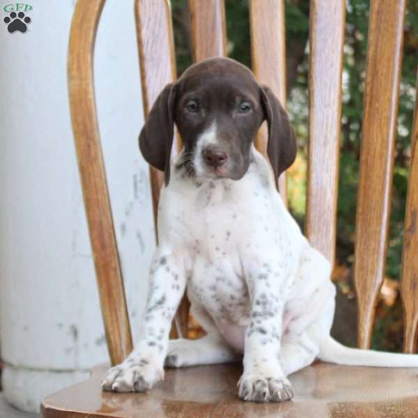 Lena, German Shorthaired Pointer Puppy