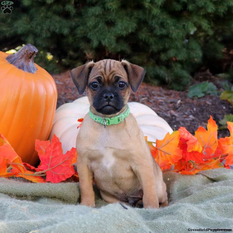 Liam Jug Puppy For Sale in Pennsylvania