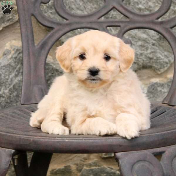 Lisa, Mini Goldendoodle Puppy
