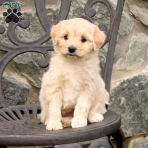 Lisa, Mini Goldendoodle Puppy