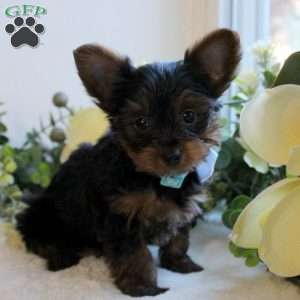 parti yorkie puppies for sale indiana