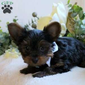 Little Lady-Teacup, Yorkie Puppy