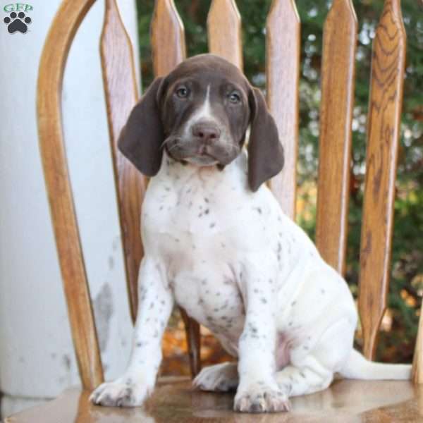 Luca, German Shorthaired Pointer Puppy