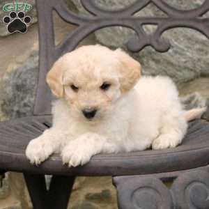 Lucky, Mini Goldendoodle Puppy