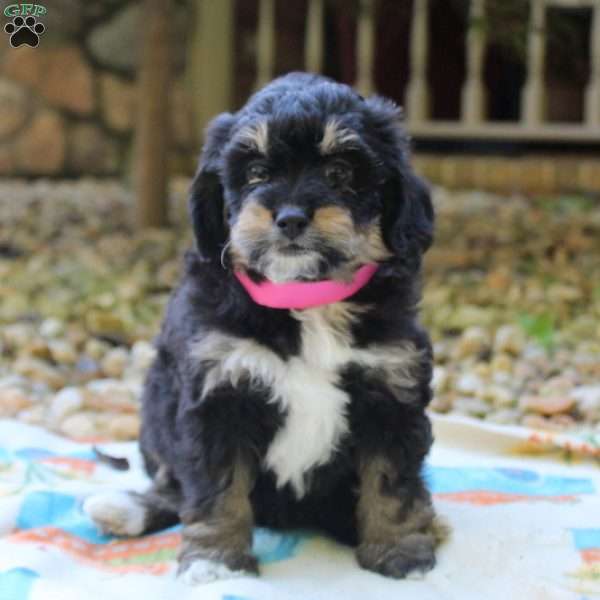 Melody, Mini Bernedoodle Puppy